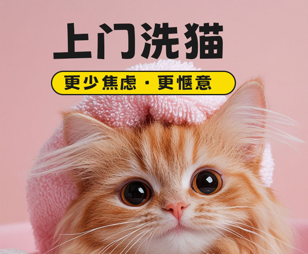 上门洗猫